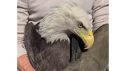 Injured bald eagle rescued in Goshen after driver spots bird on roadway