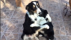 Pet Pals