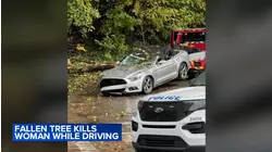 Woman killed after tree falls on moving car in East Falls