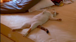Caught Nappin'