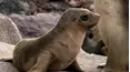 Baby Animals Around the World
