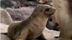 Baby Animals From Australia and New Zealand