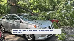 Allerton resident asks city for help with a 'problem pin oak' tree in her neighborhood