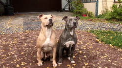 TPC That's My Pet | Pit Bulls
