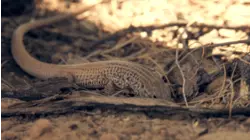 Jacob Lake To The South Rim