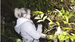 Alaskan Sea Serpent and More