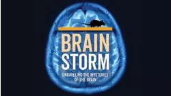 Brainstorm: Unraveling The Mysteries Of The Brain