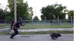 Animal Control Officers Chase Wild Pigs Running Loose in Detroit