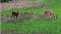 Growing Deer S12:E45 "First Day - It Feels Good To Punch A Tag!"