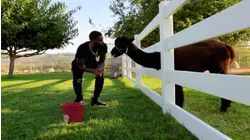 Animal Love