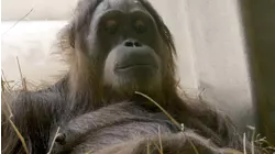 How the Wild Things Sleep