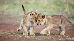 Daredevils
