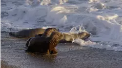 Sea Lions vs. Orcas