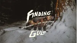 Finding Gulo