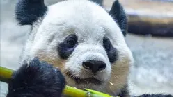 Panda Bao Li Celebrates 5th Birthday at Smithsonian National Zoo
