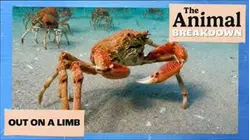 The Animal Breakdown | Out on a Limb
