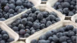 Frozen Blueberries Recalled for Possible Listeria Contamination