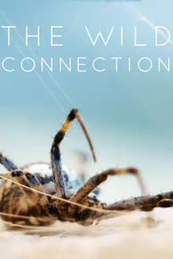 The Wild Connection