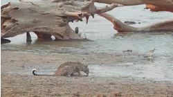 Wild Dogs, Tough Territory