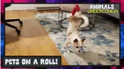 Animals Undercover | Pets On A Roll!