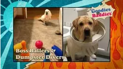 Goodies VS. Baddies | Boss Ballers & Dumpster Divers