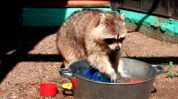 TPC That's My Pet | Raccoons
