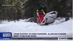 Alaskan huskies bred to be sled dogs