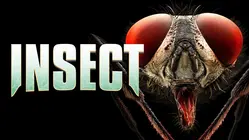 Insect