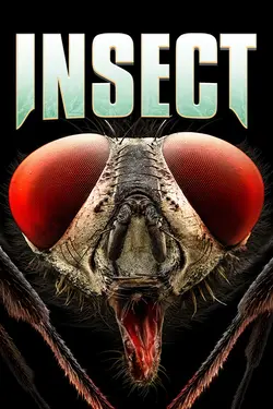 Insect