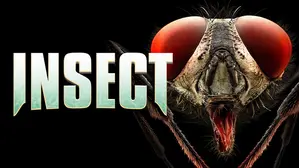 Insect