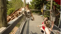 Kashtan's Life Is a Zoo