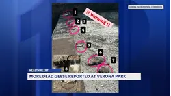 Dead geese found in Essex, Monmouth counties as parks close and officials urge caution