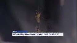 Officials: Mosquitoes trapped in Milford test positive for West Nile virus, marking state's first case this season