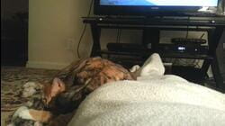 Cat and Dog Cuddle