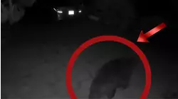 Altadena man who has bear living underneath his home gets surprise visit from another bear