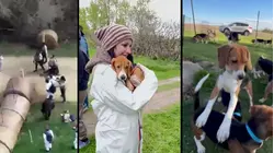 Inside the decade-long fight to free thousands of dogs from testing site
