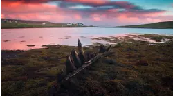 Shetland's Otters