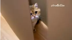 Ep. 3.5