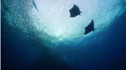 Pacific Islands: Commotion In The Ocean