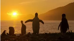 Parents in the Wild