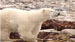 The Animals of South America