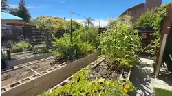 Ag Watch: Now is the time to plant fall vegetables