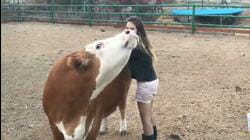 Bovine Beauts