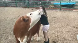 Bovine Beauts