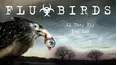 Flu Birds
