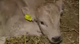The Yorkshire Vet