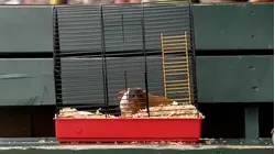 Just Kidding - S1E1 - Farting Guinea Pig
