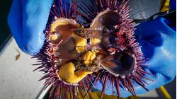 Why Sea Urchins Are So Expensive