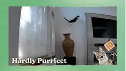 Judgy Cat | Hardly Purrfect