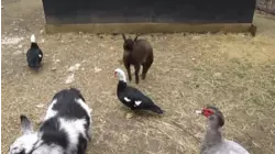 Lord Of The Dragon Flies